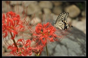 彼岸花开